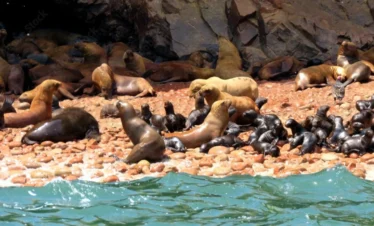 Paracas