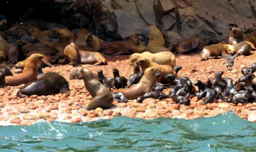 Reserva Nacional de Paracas